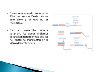  Existe una minoría (menos del
1%) que se manifiesta de un
solo alelo y el otro no se
manifiesta.
 En el desarrollo normal
temprano los genes maternos
se predominan mientras que los
del padre se manifiestan en la
vida extraembrionaria.
 
