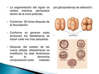  La segmentación del cigoto se
realiza mientras permanece
dentro de la zona pelúcida.
 Comienza 30 horas después de
la fecundación.
 Conforme se generan estas
divisiones los blastómeros se
hacen cada vez mas pequeños.
 Después del estadio de las
nueve células, (blastómeros se
modifican) ha este fenómenos
se le denomina
compactación.(esta mediado
por glicoproteínas de adhesión)
 