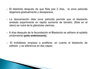  El blasticito después de que flota pos 2 días, la zona pelúcida
degenera gradualmente y desaparece.
 La descamación dela zona pelúcida permite que el blastocito
anidado experimente en rápido aumento de tamaño. (flota en el
útero) se nutre de la glándulas uterinas.
 6 días después de la fecundación el Blastocito se adhiere al epitelio
endometrial (polo embrionario).
 El trofoblasto empieza a proliferar, en cuanto el blastocito de
adhiere y se diferencia en dos capas:
 