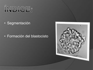 ÍNDICE:Segmentación