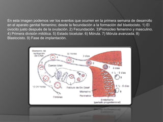 En esta imagen podemos ver los eventos que ocurren en la primera semana de desarrollo en el aparato genital femenino; desde la fecundación a la formación del blastocisto. 1) El ovocito justo después de la ovulación. 2) Fecundación. 3)Pronúcleo femenino y masculino. 4) Primera división mitótica. 5) Estado bicelular. 6) Mórula. 7) Mórula avanzada. 8) Blastocisto. 9) Fase de implantación.