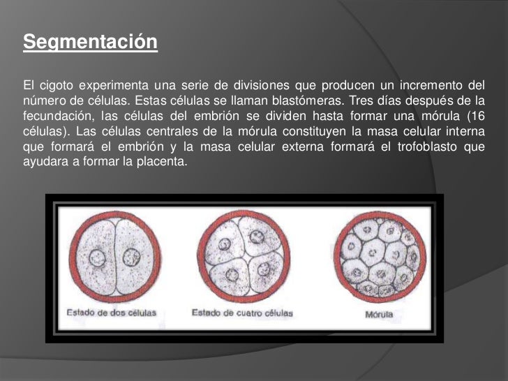Resultado de imagen para Fecundación, segmentación, Blastocisto mapa mental