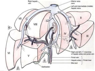 the segmental - anatomy of the liver.ppt