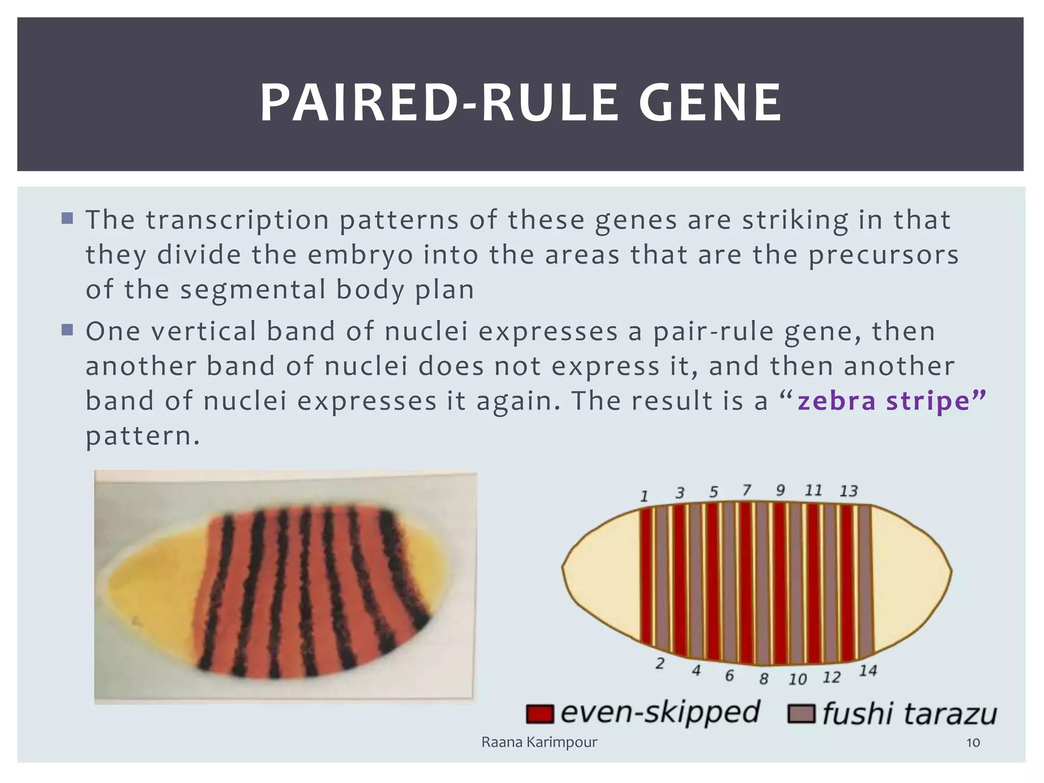  The transcription patterns of these genes are striking in that
they divide the embryo into the areas that are the precursors
of the segmental body plan
 One vertical band of nuclei expresses a pair-rule gene, then
another band of nuclei does not express it, and then another
band of nuclei expresses it again. The result is a “zebra stripe”
pattern.
10
PAIRED-RULE GENE
Raana Karimpour
 
