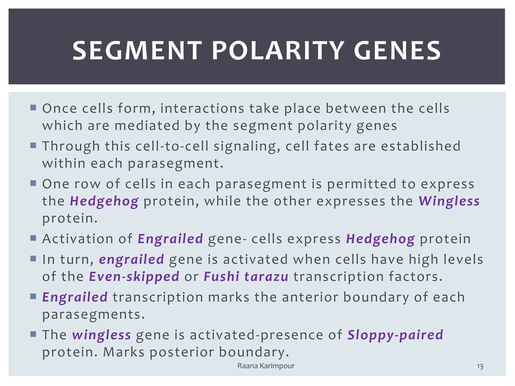  Once cells form, interactions take place between the cells
which are mediated by the segment polarity genes
 Through this cell-to-cell signaling, cell fates are established
within each parasegment.
 One row of cells in each parasegment is permitted to express
the Hedgehog protein, while the other expresses the Wingless
protein.
 Activation of Engrailed gene- cells express Hedgehog protein
 In turn, engrailed gene is activated when cells have high levels
of the Even-skipped or Fushi tarazu transcription factors.
 Engrailed transcription marks the anterior boundary of each
parasegments.
 The wingless gene is activated-presence of Sloppy-paired
protein. Marks posterior boundary.
13
SEGMENT POLARITY GENES
Raana Karimpour
 