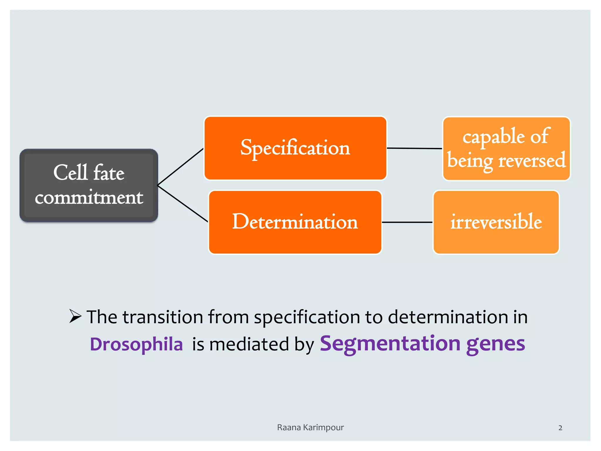 2
Cell fate
commitment
Specification capable of
being reversed
Determination irreversible
The transition from specification to determination in
Drosophila is mediated by Segmentation genes
Raana Karimpour
 