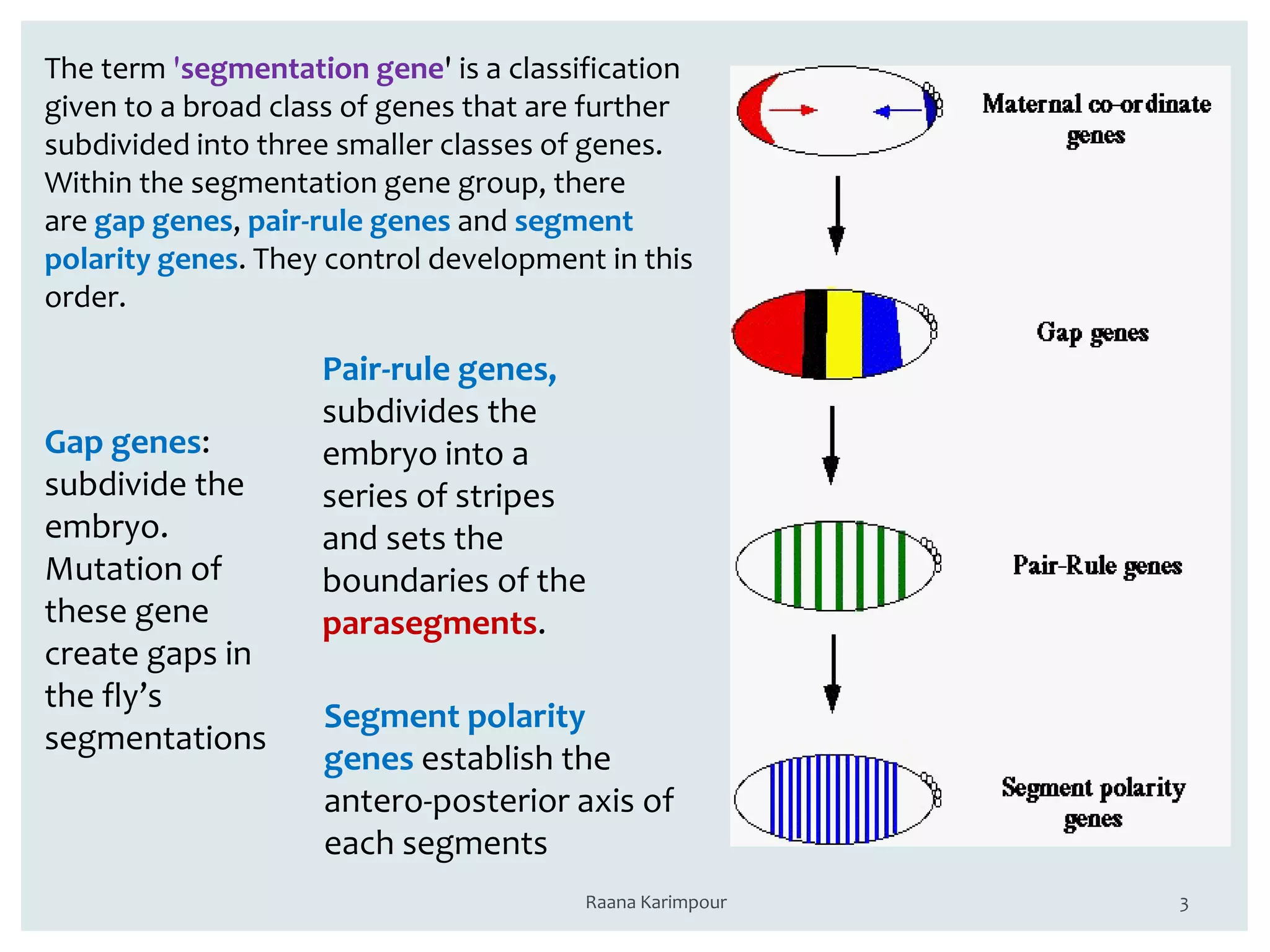 3
The term 'segmentation gene' is a classification
given to a broad class of genes that are further
subdivided into three smaller classes of genes.
Within the segmentation gene group, there
are gap genes, pair-rule genes and segment
polarity genes. They control development in this
order.
Gap genes:
subdivide the
embryo.
Mutation of
these gene
create gaps in
the fly’s
segmentations
Pair-rule genes,
subdivides the
embryo into a
series of stripes
and sets the
boundaries of the
parasegments.
Segment polarity
genes establish the
antero-posterior axis of
each segments
Raana Karimpour
 