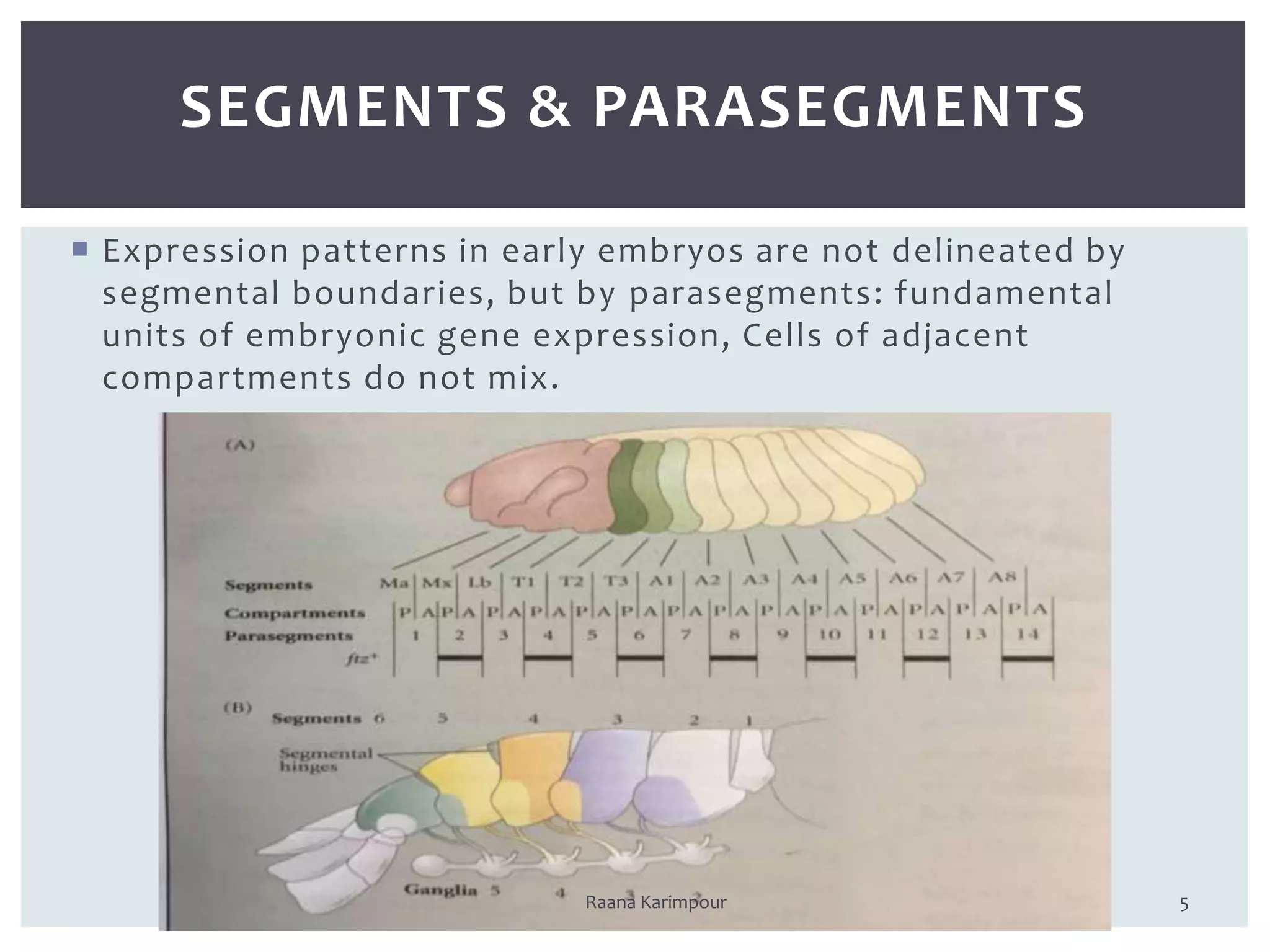  Expression patterns in early embryos are not delineated by
segmental boundaries, but by parasegments: fundamental
units of embryonic gene expression, Cells of adjacent
compartments do not mix.
5
SEGMENTS & PARASEGMENTS
Raana Karimpour
 