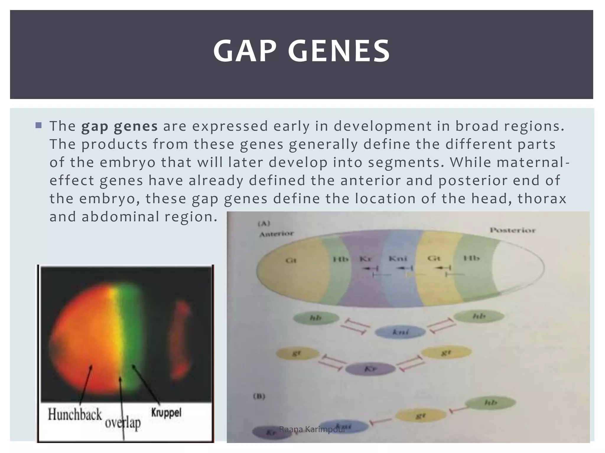  The gap genes are expressed early in development in broad regions.
The products from these genes generally define the different parts
of the embryo that will later develop into segments. While maternal -
effect genes have already defined the anterior and posterior end of
the embryo, these gap genes define the location of the head, thorax
and abdominal region.
6
GAP GENES
Raana Karimpour
 
