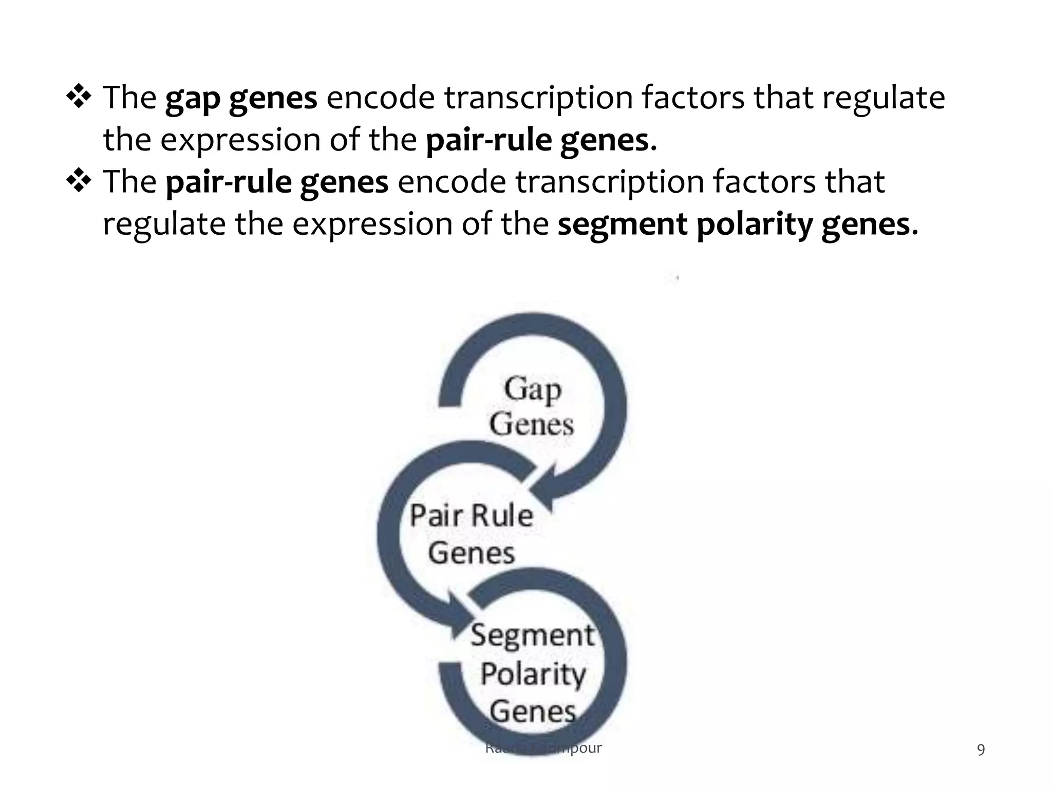 9
 The gap genes encode transcription factors that regulate
the expression of the pair-rule genes.
 The pair-rule genes encode transcription factors that
regulate the expression of the segment polarity genes.
Raana Karimpour
 