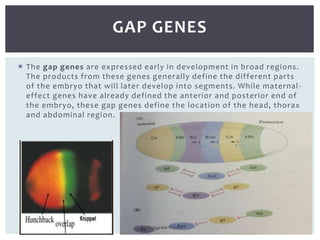 Segmentation gene | PPTX