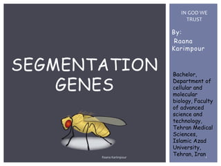 By:
Raana
Karimpour
SEGMENTATION
GENES
1
IN GOD WE
TRUST
Raana Karimpour
Bachelor,
Department of
cellular and
molecular
biology, Faculty
of advanced
science and
technology,
Tehran Medical
Sciences,
Islamic Azad
University,
Tehran, Iran
 