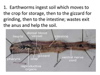 1. Earthworms ingest soil which moves to the crop for storage, then to the gizzard for grinding, then to the intestine; wastes exit the anus and help the soil.