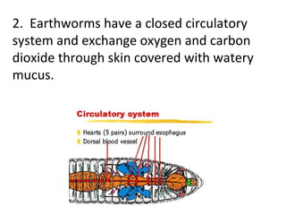 2. Earthworms have a closed circulatory system and exchange oxygen and carbon dioxide through skin covered with watery mucus.