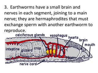 3. Earthworms have a small brain and nerves in each segment, joining to a main nerve; they are hermaphrodites that must exchange sperm with another earthworm to reproduce.