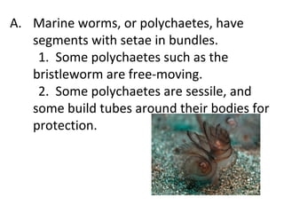 Marine worms, or polychaetes, have segments with setae in bundles.  1.  Some polychaetes such as the bristleworm are free-moving.  2.  Some polychaetes are sessile, and some build tubes around their bodies for protection.  