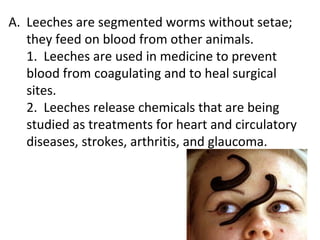 Leeches are segmented worms without setae; they feed on blood from other animals. 1. Leeches are used in medicine to prevent blood from coagulating and to heal surgical sites. 2. Leeches release chemicals that are being studied as treatments for heart and circulatory diseases, strokes, arthritis, and glaucoma.