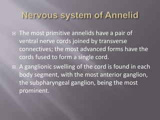  The most primitive annelids have a pair of
ventral nerve cords joined by transverse
connectives; the most advanced forms have the
cords fused to form a single cord.
 A ganglionic swelling of the cord is found in each
body segment, with the most anterior ganglion,
the subpharyngeal ganglion, being the most
prominent.
 