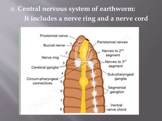  Central nervous system of earthworm:
It includes a nerve ring and a nerve cord
 