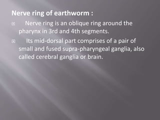 Nerve ring of earthworm :
 Nerve ring is an oblique ring around the
pharynx in 3rd and 4th segments.
 Its mid-dorsal part comprises of a pair of
small and fused supra-pharyngeal ganglia, also
called cerebral ganglia or brain.
 