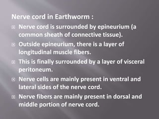 Nerve cord in Earthworm :
 Nerve cord is surrounded by epineurium (a
common sheath of connective tissue).
 Outside epineurium, there is a layer of
longitudinal muscle fibers.
 This is finally surrounded by a layer of visceral
peritoneum.
 Nerve cells are mainly present in ventral and
lateral sides of the nerve cord.
 Nerve fibers are mainly present in dorsal and
middle portion of nerve cord.
 