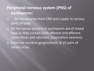 Peripheral nervous system (PNS) of
earthworm:
 All nerves arise from CNS and supply to various
parts of body.
 All the nerves present in earthworm are of mixed
type as they contain both afferent and efferent
nerve fibres and adjustors (association neurons).
 From the cerebral ganglia/brain, 8-10 pairs of
nerves arise.
 
