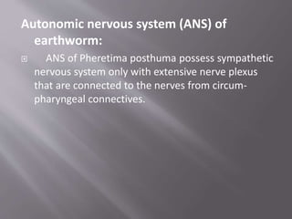 Autonomic nervous system (ANS) of
earthworm:
 ANS of Pheretima posthuma possess sympathetic
nervous system only with extensive nerve plexus
that are connected to the nerves from circum-
pharyngeal connectives.
 