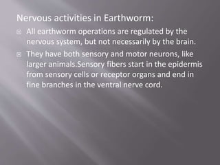 Nervous activities in Earthworm:
 All earthworm operations are regulated by the
nervous system, but not necessarily by the brain.
 They have both sensory and motor neurons, like
larger animals.Sensory fibers start in the epidermis
from sensory cells or receptor organs and end in
fine branches in the ventral nerve cord.
 