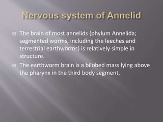  The brain of most annelids (phylum Annelida;
segmented worms, including the leeches and
terrestrial earthworms) is relatively simple in
structure.
 The earthworm brain is a bilobed mass lying above
the pharynx in the third body segment.
 