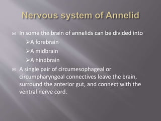  In some the brain of annelids can be divided into
A forebrain
A midbrain
A hindbrain
 A single pair of circumesophageal or
circumpharyngeal connectives leave the brain,
surround the anterior gut, and connect with the
ventral nerve cord.
 