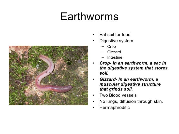 Segmented Worms