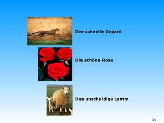 Der schnelle Gepard Die schöne Rose Das unschuldige Lamm 