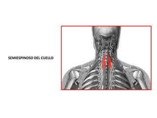 SEMIESPINOSO DEL CUELLO
 