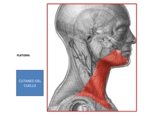 PLATISMA
CUTANEO DEL
CUELLO
 