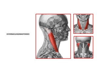 ESTERNOCLEIDOMASTOIDEO
 