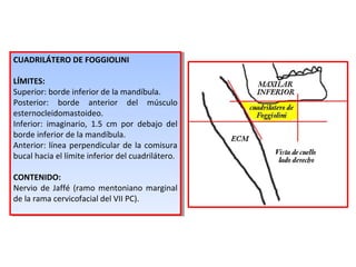 CUADRILÁTERO DE FOGGIOLINI
LÍMITES:
Superior: borde inferior de la mandíbula.
Posterior: borde anterior del músculo
esternocleidomastoideo.
Inferior: imaginario, 1.5 cm por debajo del
borde inferior de la mandíbula.
Anterior: línea perpendicular de la comisura
bucal hacia el límite inferior del cuadrilátero.
CONTENIDO:
Nervio de Jaffé (ramo mentoniano marginal
de la rama cervicofacial del VII PC).
CUADRILÁTERO DE FOGGIOLINI
LÍMITES:
Superior: borde inferior de la mandíbula.
Posterior: borde anterior del músculo
esternocleidomastoideo.
Inferior: imaginario, 1.5 cm por debajo del
borde inferior de la mandíbula.
Anterior: línea perpendicular de la comisura
bucal hacia el límite inferior del cuadrilátero.
CONTENIDO:
Nervio de Jaffé (ramo mentoniano marginal
de la rama cervicofacial del VII PC).
 