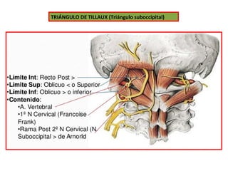 TRIÁNGULO DE TILLAUX (Triángulo suboccipital)
 