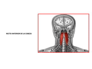 RECTO ANTERIOR DE LA CABEZA
 