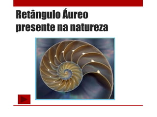 Retângulo Áureo
presente na natureza
 