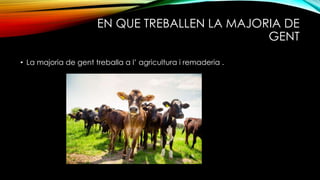 EN QUE TREBALLEN LA MAJORIA DE
GENT
• La majoria de gent treballa a l’ agricultura i remaderia .
 