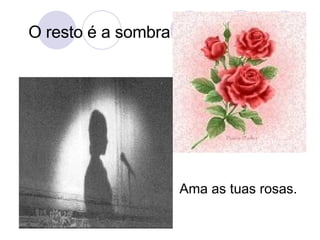 Ama as tuas rosas. O resto é a sombra 