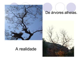 De árvores alheias. A realidade  