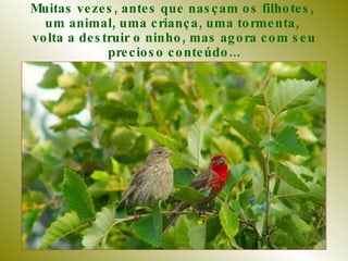 Muitas vezes, antes que nasçam os filhotes,  um animal, uma criança, uma tormenta,  volta a destruir o ninho, mas agora com seu precioso conteúdo... 