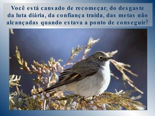 Você está cansado de recomeçar, do desgaste da luta diária, da confiança traída, das metas não alcançadas quando estava a ponto de conseguir? 