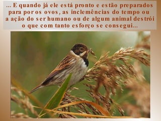 ... E quando já ele está pronto e estão preparados para por os ovos, as inclemências do tempo ou  a ação do ser humano ou de algum animal destrói o que com tanto esforço se consegui... 