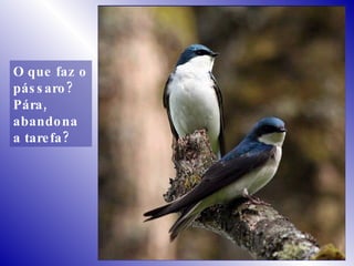 O que faz o pássaro? Pára, abandona a tarefa? 