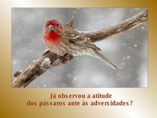 Já observou a atitude dos pássaros ante às adversidades?  