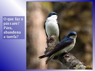 O que faz o pássaro? Pára, abandona a tarefa? 