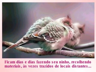 Ficam dias e dias fazendo seu ninho, recolhendo materiais, às vezes trazidos de locais distantes... 