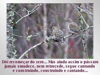 Dói recomeçar do zero... Mas ainda assim o pássaro jamais emudece, nem retrocede, segue cantando  e construindo, construindo e cantando... 